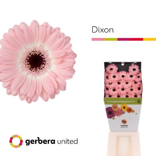 Gerbera mini Dixon