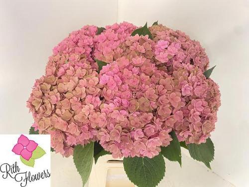 Hydrangea macrophylla Royal Kiss (classic)