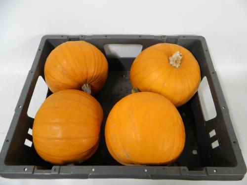 Siervruchten per stuk Cucurbita maxima 'Halloween'
