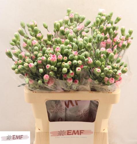 Dianthus tros Rosadita