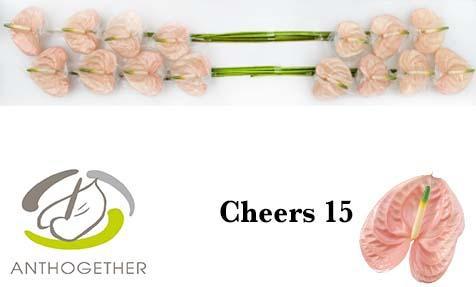 Anthurium Andreanum Grp Cheers