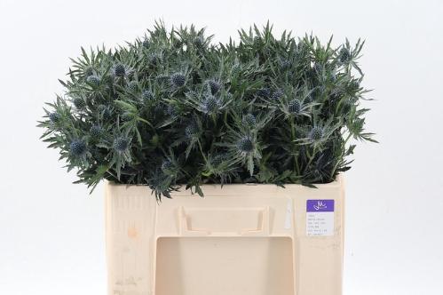 Eryngium Orion Questar