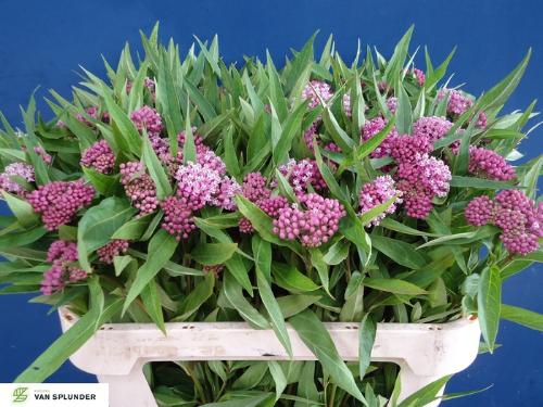 Asclepias incarnata 'Soulmate'