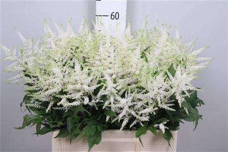 Astilbe Japonica Grp 'Whasingthon'
