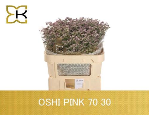Limonium Safora Oshi Pink