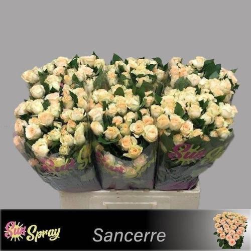 Rosa tros Sancerre