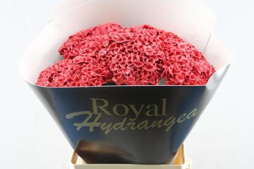 Hydrangea overig kleurbehandeld H%