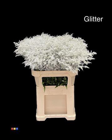 Solidago kleurbehandeld H%
