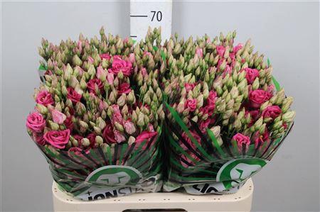 Eustoma russellianum gevuldbloemig 'Rosita Cherry'