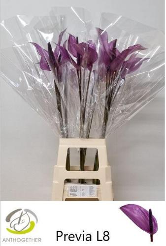 Anthurium Andreanum Grp Previa