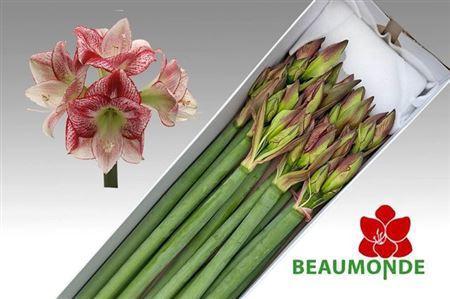 Hippeastrum Galaxy Grp 'Flamenco Queen'