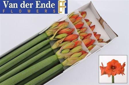 Hippeastrum Galaxy Grp 'Naranja'