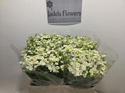 Tanacetum parthenium 'Rio'