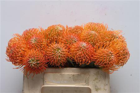 Leucospermum lineare Ayoba Peach