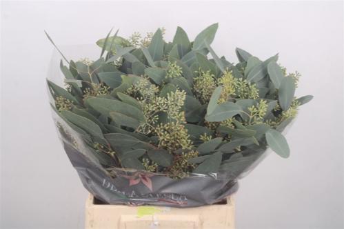 Eucalyptus per bos polyanthemos (fruit)