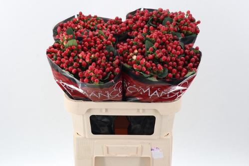 Hypericum androsaemum True Romance