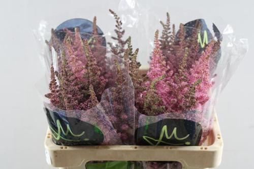 Astilbe chinensis 'Vision in Pink'