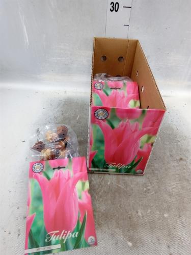 Tulipa (bol)