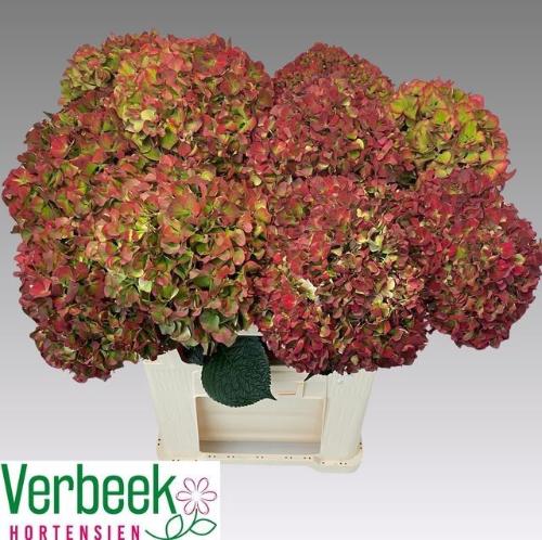 Hydrangea macrophylla Magical Sweet Ruby (classic)