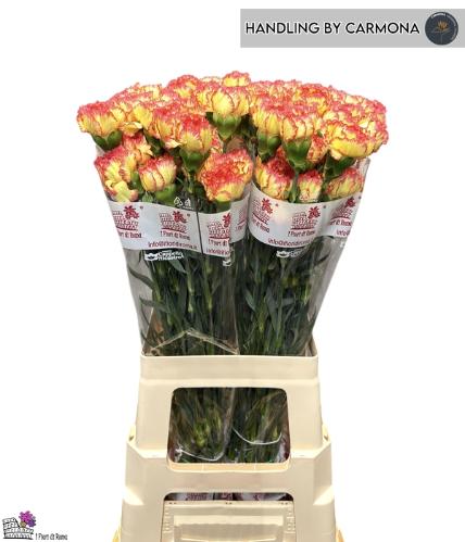 Dianthus standaard Boiro