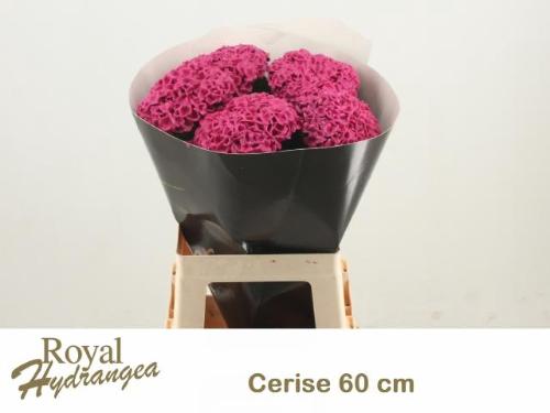 Hydrangea overig kleurbehandeld H%