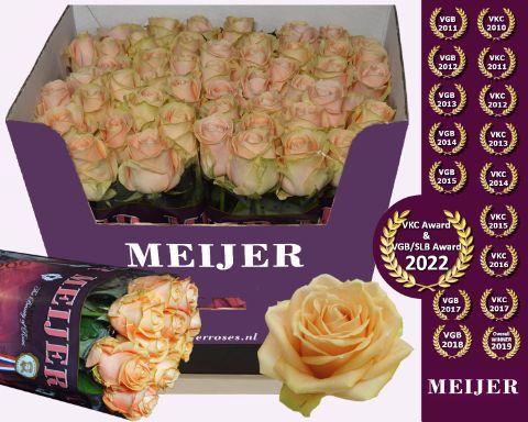 Rosa grootbloemig Pearl Avalanche+