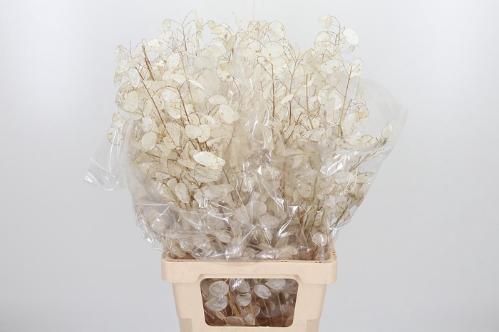 Lunaria annua (groene penning)