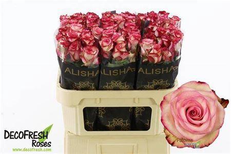 Rosa grootbloemig Paloma