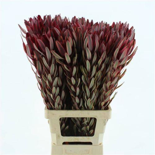 Leucadendron 'Jester'