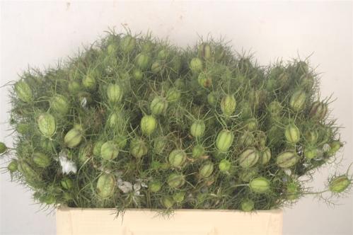 Nigella damascena (zaaddozen) per bos