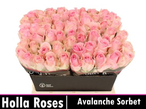 Rosa grootbloemig Avalanche Sorbet+