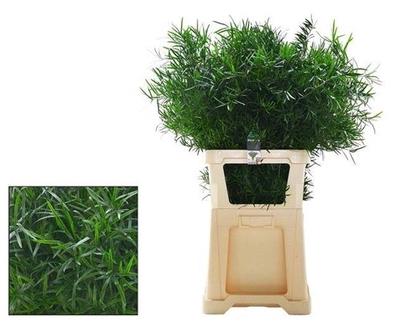 Asparagus falcatus