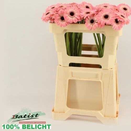Gerbera mini Dixon