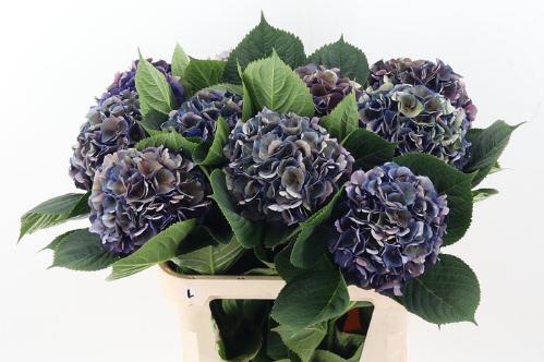 Hydrangea macrophylla Royal King (classic)