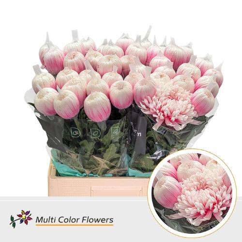 Chrysanthemum (Indicum Grp) geplozen Antonov kleurbehandeld H%