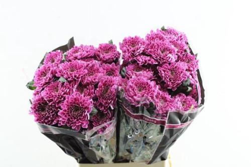 Chrysanthemum (Indicum Grp) tros Fabienne Purple