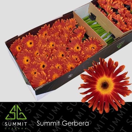 Gerbera grootbloemig Di Maggio+