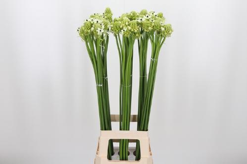 Ornithogalum saundersiae