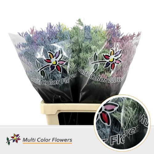 Limonium overig kleurbehandeld H%