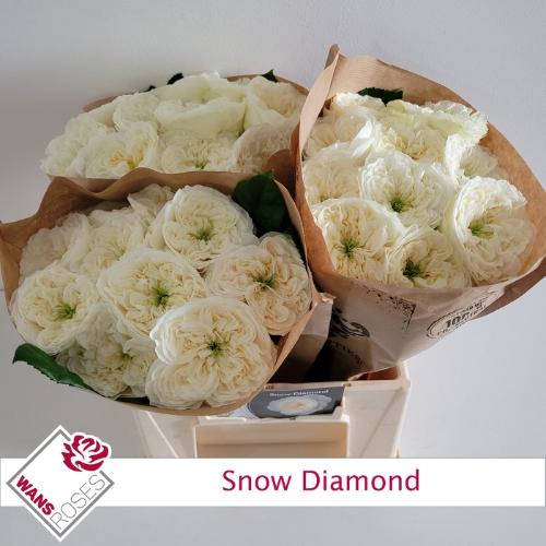 Rosa grootbloemig Snow Diamond