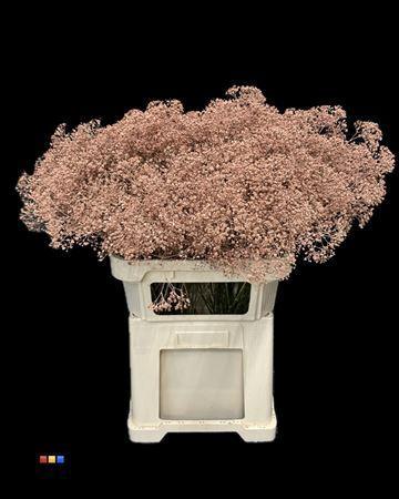 Gypsophila overig kleurbehandeld H%
