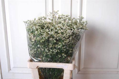 Limonium sinensis Clear Diamond