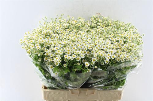 Tanacetum parthenium Cameron