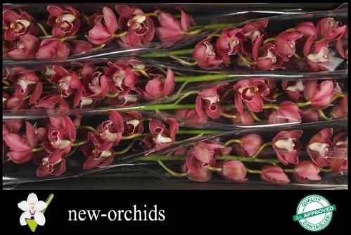 Cymbidium grootbloemig per tak Blazing Fury 'Hades'