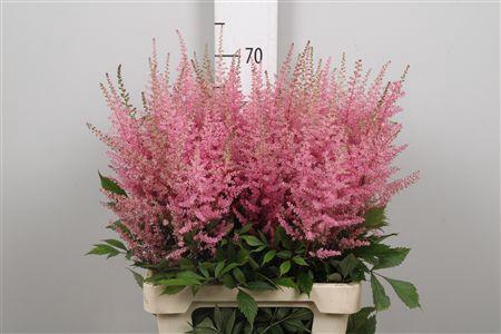 Astilbe Arendsii Grp 'Erika'