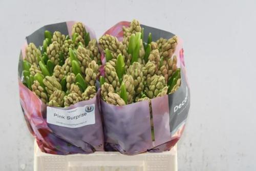 Hyacinthus orientalis 'Pink Surprise'