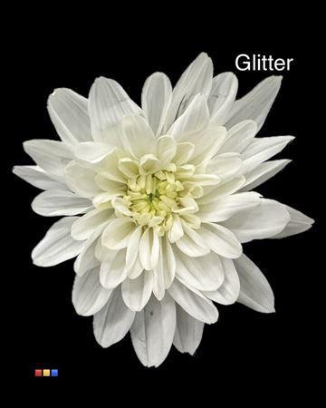 Chrysanthemum Indicum Grp tros kas kleurbehandeld H%