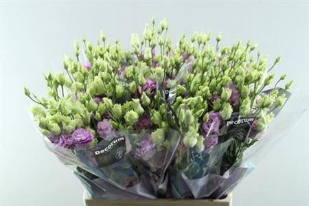 Eustoma russellianum gevuldbloemig 'Celeb Grape'