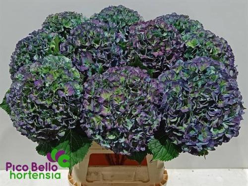 Hydrangea macrophylla Royal Parade (classic)