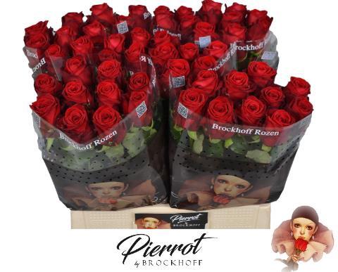 Rosa grootbloemig Red Naomi!